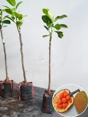 Cây Mít Đỏ Indo