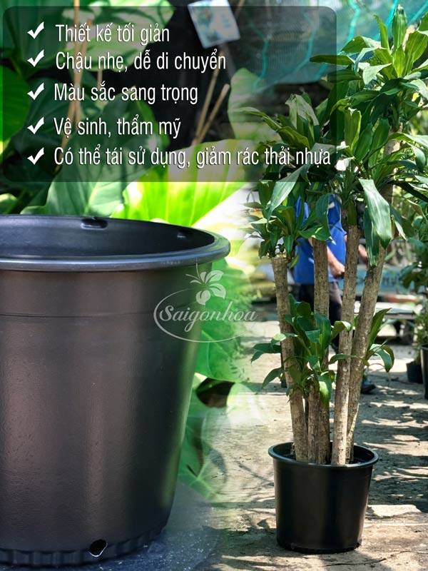 Chậu Nhựa Đen Cứng