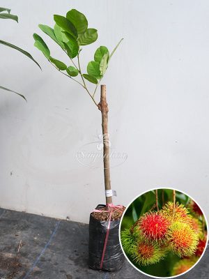 Cây Chôm Chôm Thái