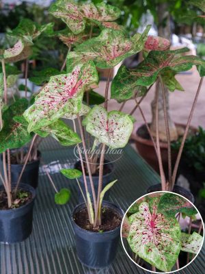 Cây Môn Đốm Trắng Hồng