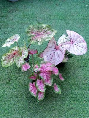 Bộ Sưu Tập Môn Hồng