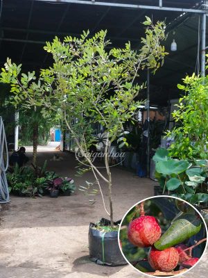 Cây Nhãn Xuồng Tím