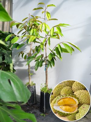 Cây Sầu Riêng Ri6