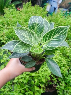 Cây Trầu Bà Kim Cương