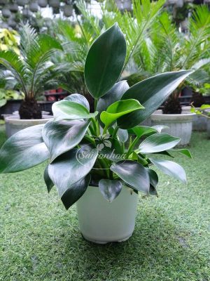 Cây Trầu Bà Kim Cương Xanh