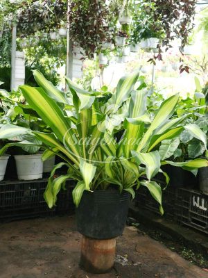 Cây Phát Tài Sọc 3 Thân