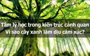 VÌ SAO CÂY XANH LÀM DỊU CẢM XÚC