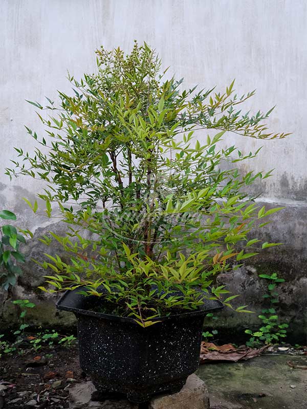 Cây Nam Thiên Trúc