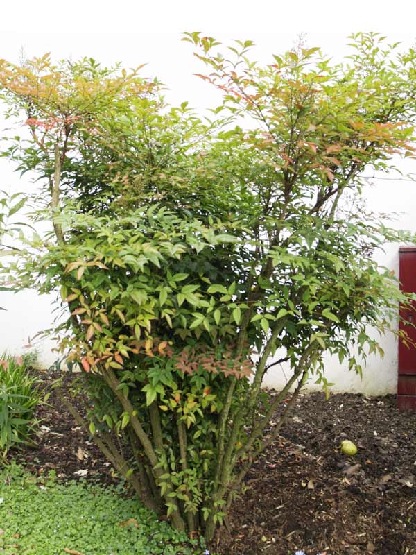 Cây Nam Thiên Trúc