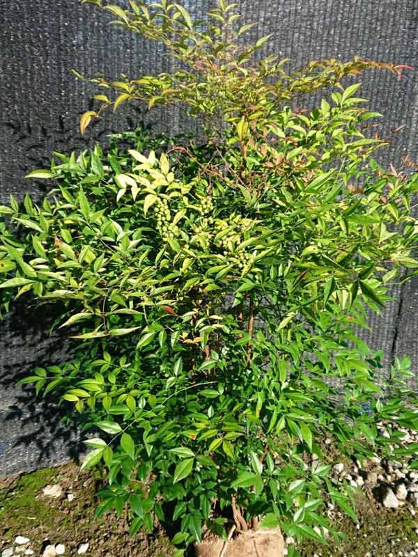 Cây Nam Thiên Trúc