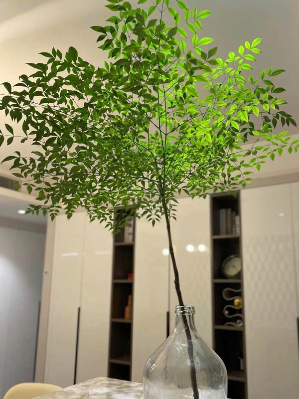 Cây Nam Thiên Trúc