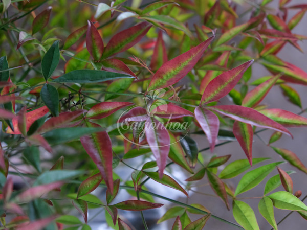 Cây Nam Thiên Trúc