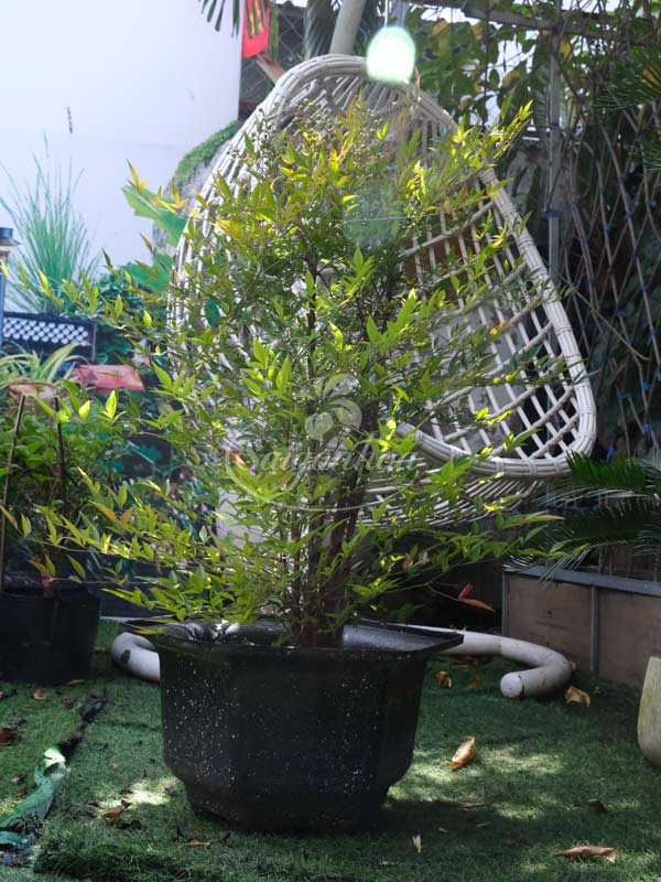 Cây Nam Thiên Trúc