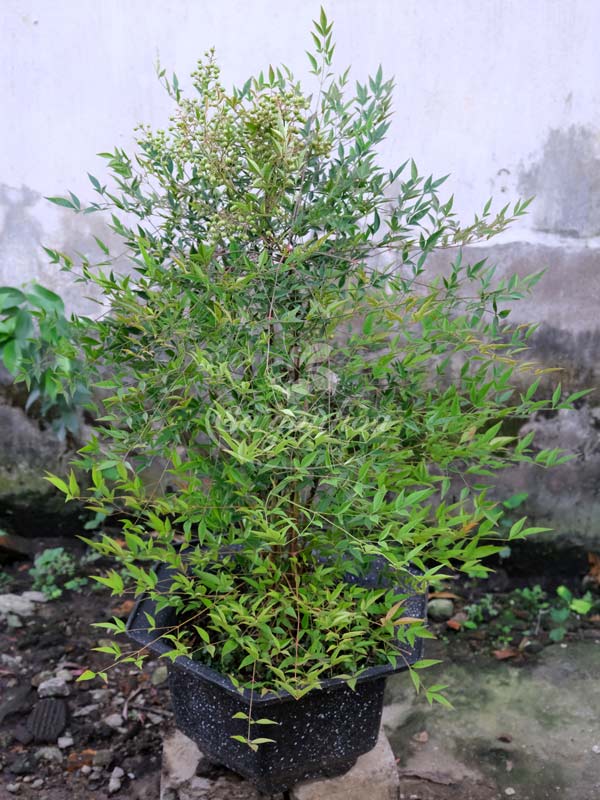 Cây Nam Thiên Trúc