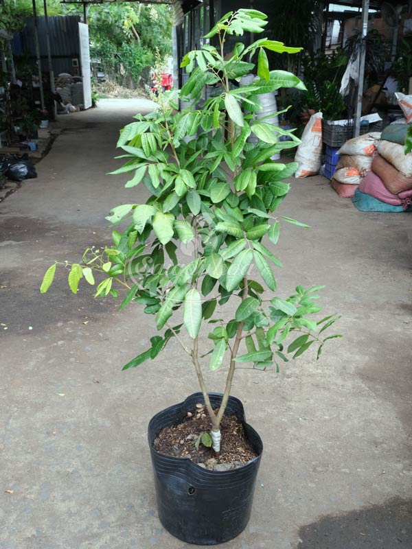 cây Nhãn Long Phụng Châu
