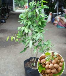 nhan long phung chau4