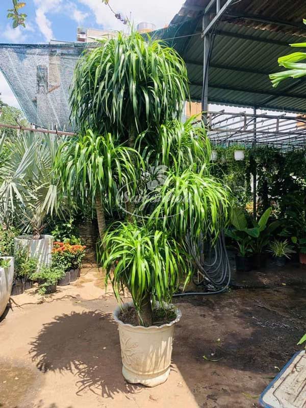 Công dụng cây Phát tài núi