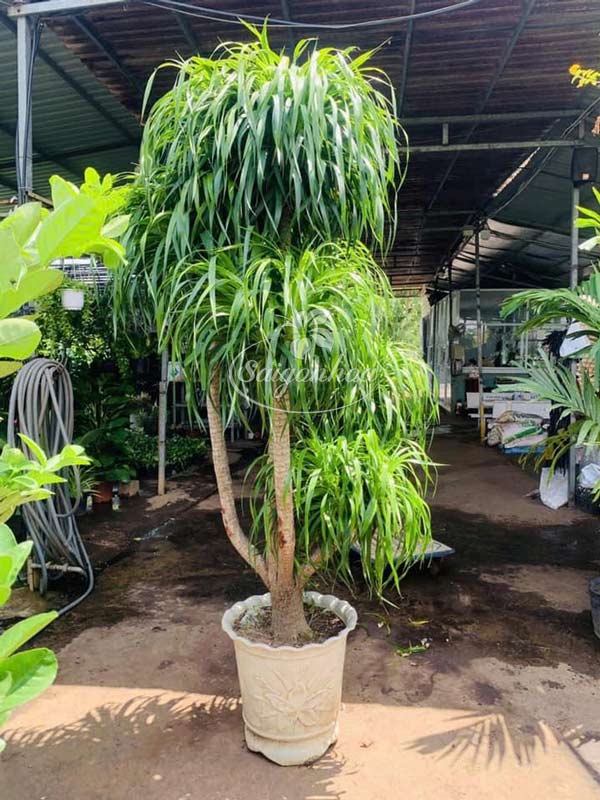 Công dụng cây Phát tài núi
