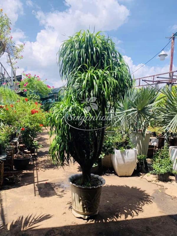 Công dụng cây Phát tài núi