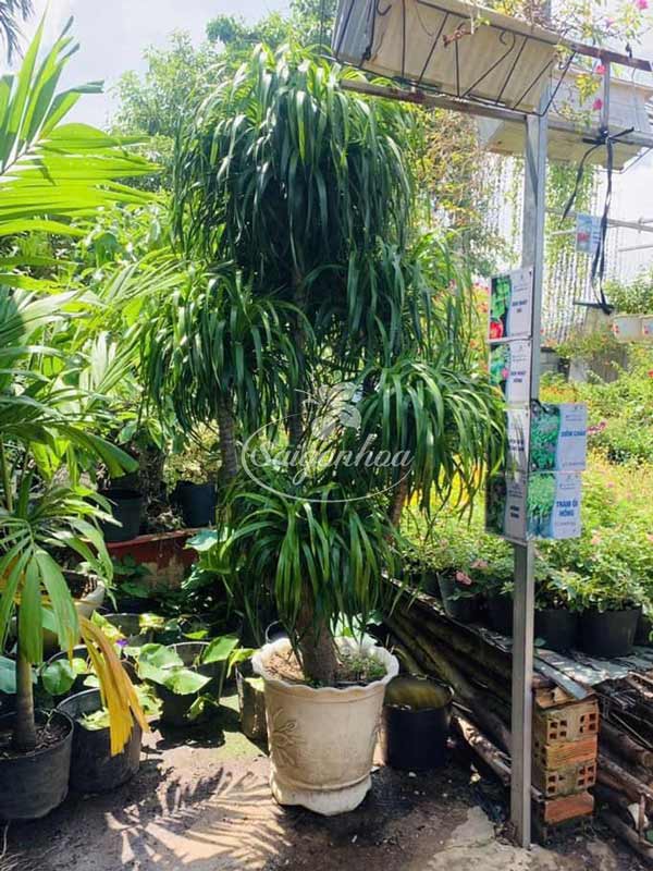 Công dụng cây Phát tài núi