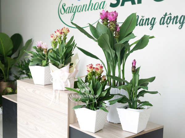 Công-dụng-Cây-Hoa-Nghệ-Tây-5