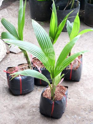 Cây Dừa Xiêm Giống