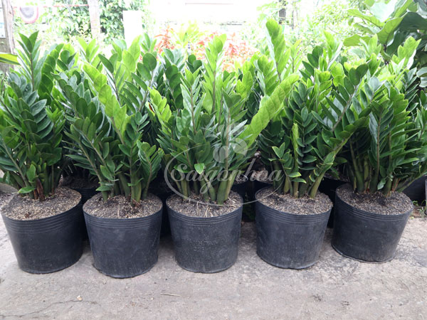 cây kim phát tài - kim tiền