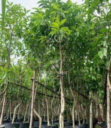 Sài Gòn Hoa tặng mảng xanh mừng năm học mới