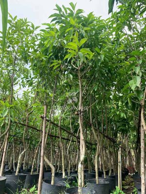 Sài Gòn Hoa tặng mảng xanh mừng năm học mới