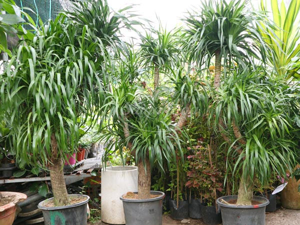 Cây Phát Tài Núi (H:1.3-1.7m)