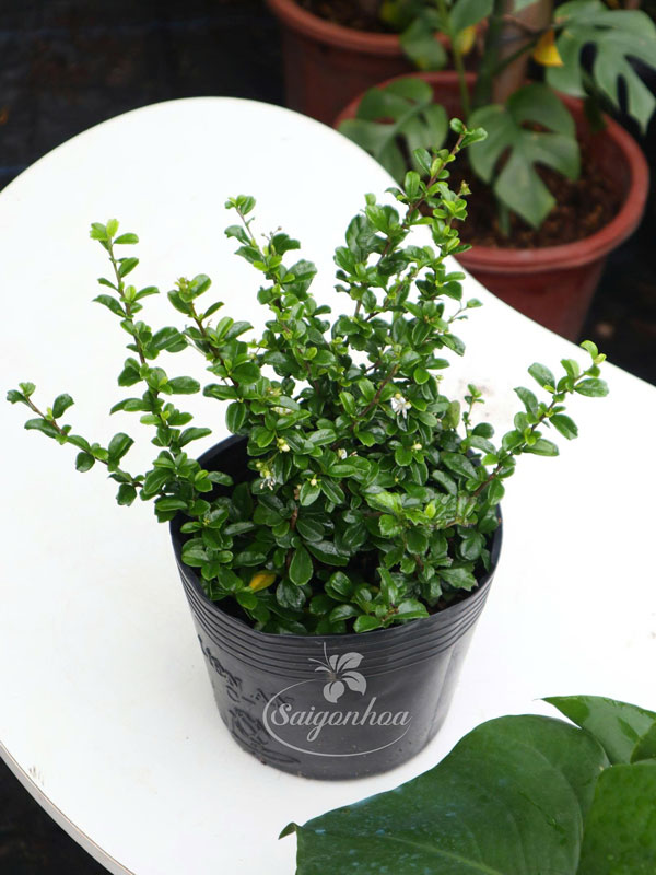 Cây Bùm Sụm
