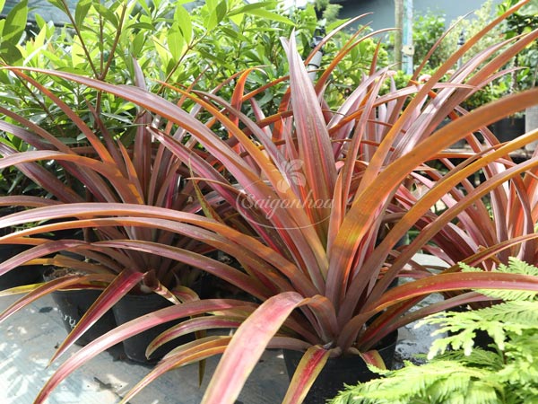 Cây-Dứa-Huyết-Long-1