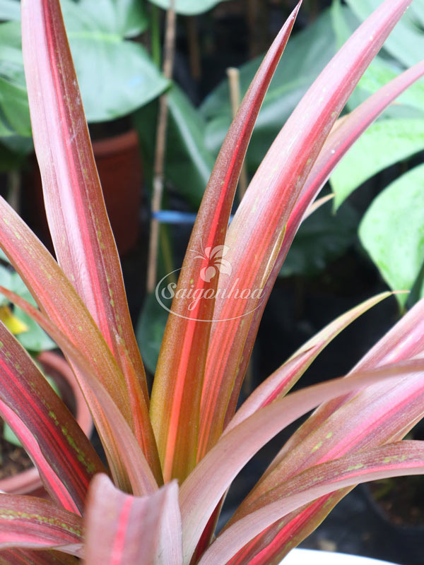 Cây-Dứa-Huyết-Long-3