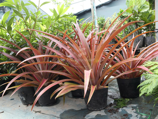 Cây-Dứa-Huyết-Long-9