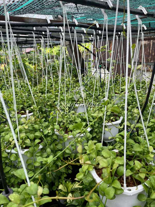 Cây-Lan-Đô-La-Chậu-Treo-1