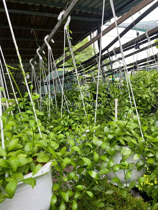 Cây-Lan-Đô-La-Chậu-Treo-2