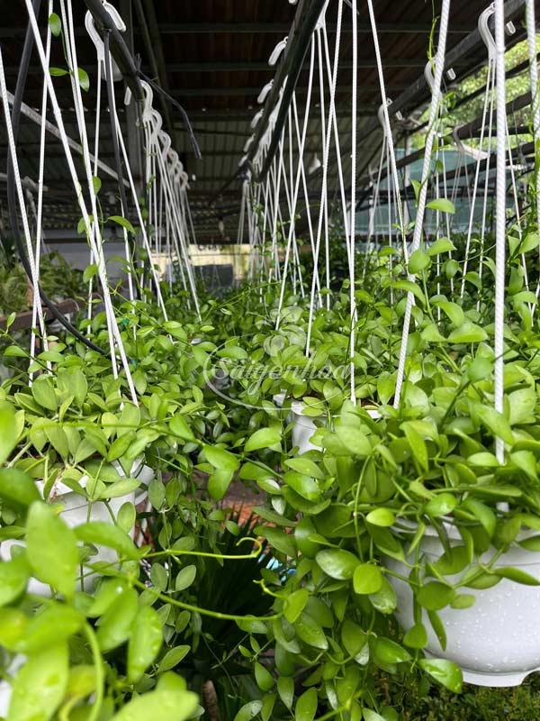 Cây-Lan-Đô-La-Chậu-Treo-3