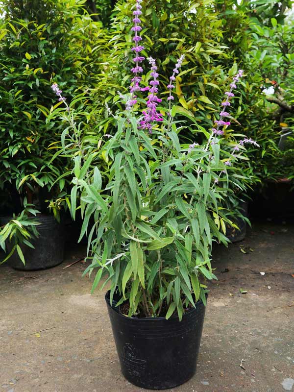 Cây-Lavender-Nhiệt-Đới-1