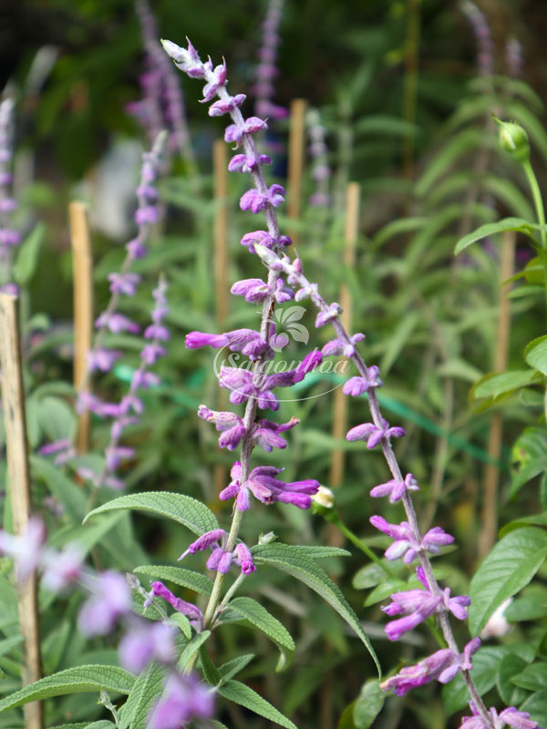 Cây Lavender Nhiệt Đới