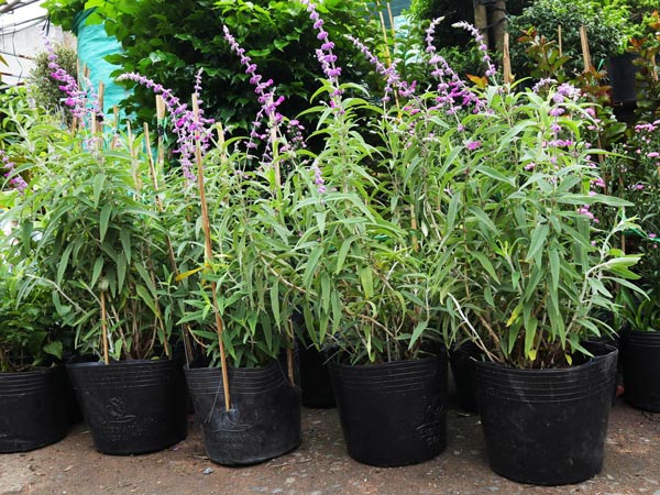 Cây-Lavender-Nhiệt-Đới-2