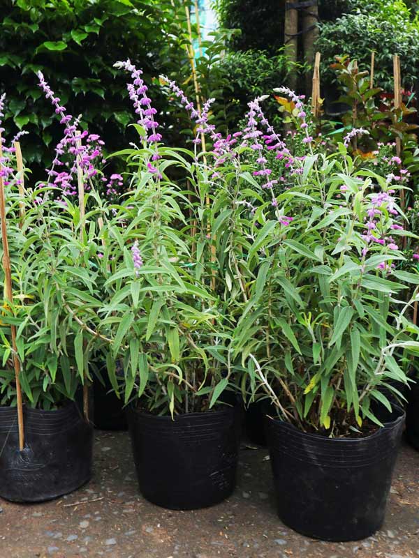 Cây-Lavender-Nhiệt-Đới-3