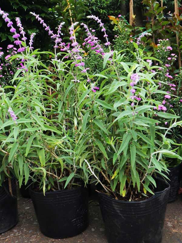 Cây-Lavender-Nhiệt-Đới-4