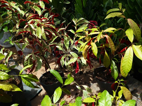 Cây-Liễu-Hai-Da-Cẩm-Thạch-10