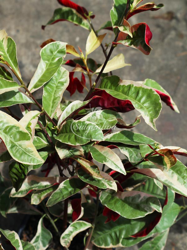 Cây-Liễu-Hai-Da-Cẩm-Thạch-2