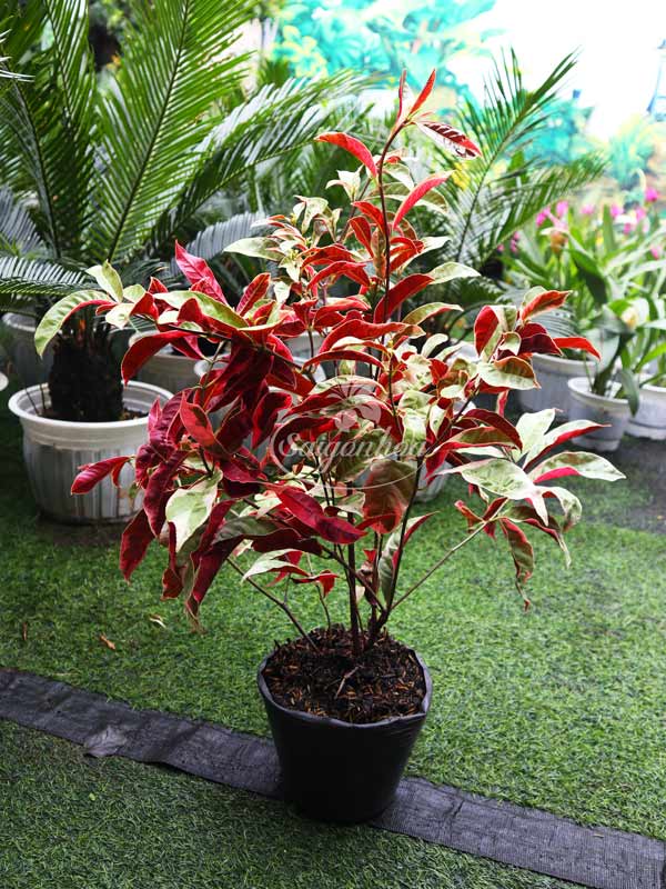 Cây-Liễu-Hai-Da-Cẩm-Thạch-3