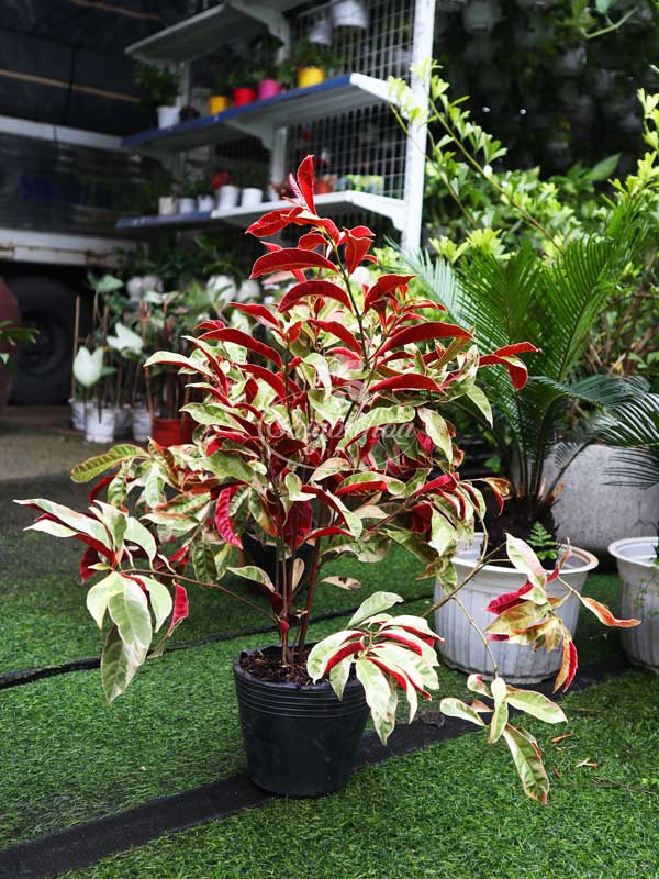 Cây-Liễu-Hai-Da-Cẩm-Thạch-4