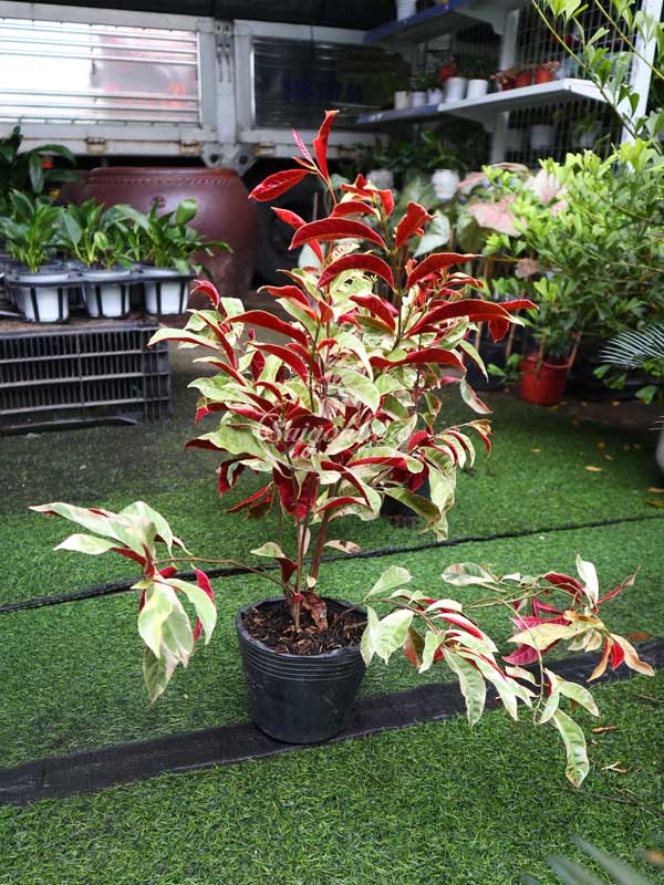 Cây-Liễu-Hai-Da-Cẩm-Thạch-5