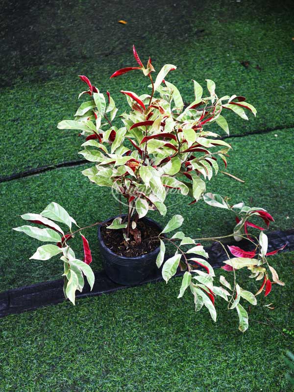 Cây-Liễu-Hai-Da-Cẩm-Thạch-6