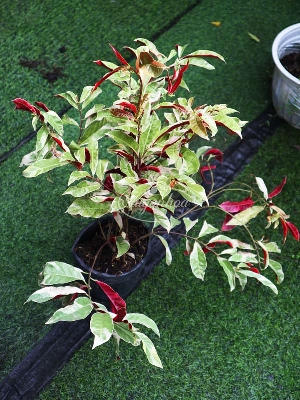 Cây-Liễu-Hai-Da-Cẩm-Thạch-7