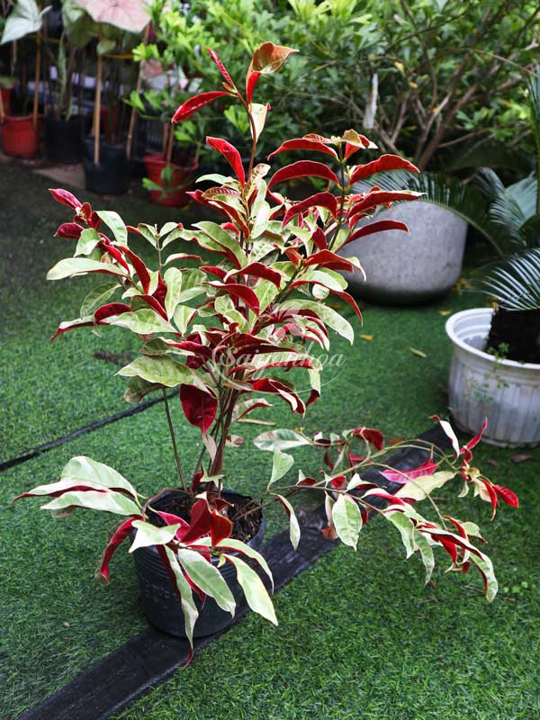 Cây-Liễu-Hai-Da-Cẩm-Thạch-8